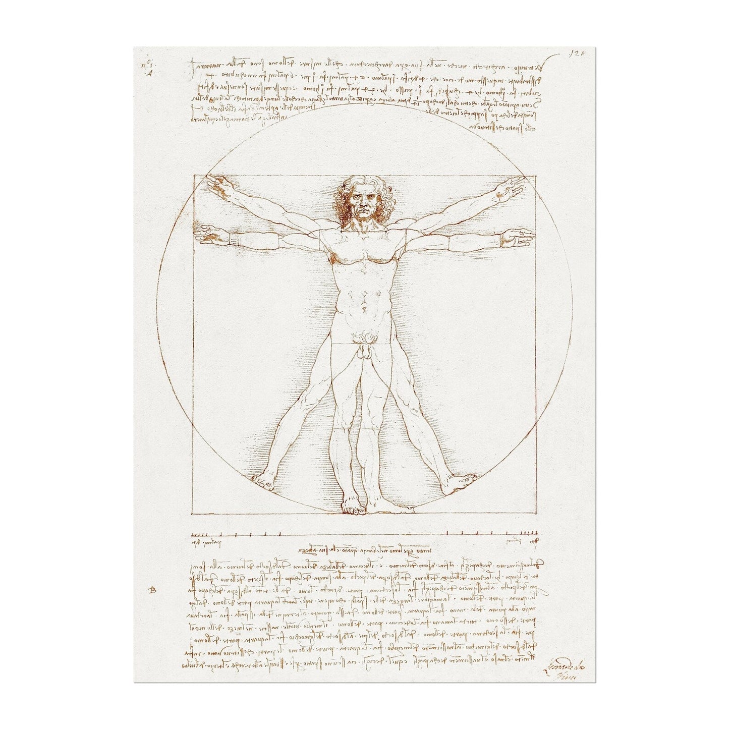 LEONARDO DA VINCI - Vitruvian Man - Pathos Studio -